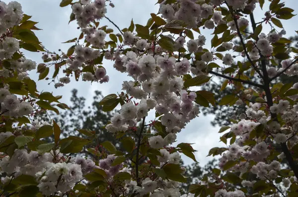 Florescimento Branco Cereja Sakura Flores Árvore Primavera Conceito Primavera Natureza — Fotografia de Stock