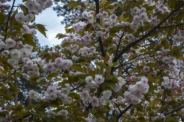 Цветущие Белые Цветы Сакуры Весной Спрингтайм Концепция Природы — стоковое фото