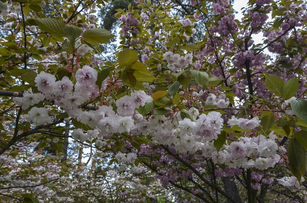 Bloeiende Witte Kers Sakura Boom Bloemen Het Voorjaar Voorjaars Natuurconcept — Stockfoto