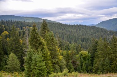 Yuvarlanan tepelerin yamaçlarındaki sık ormanların dağ manzarası bulutlu gökyüzünün üzerinde. Karpat Dağları, Ukrayna