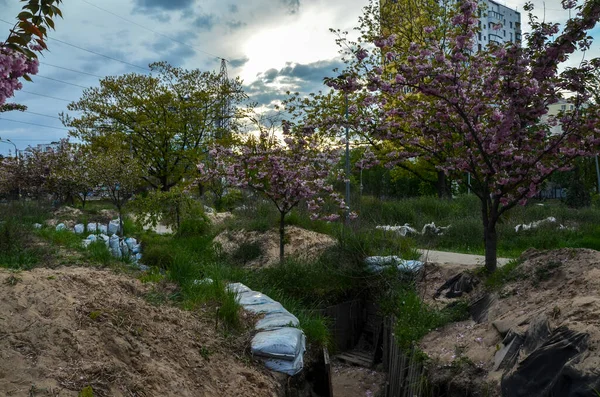 キエフの京都公園 ロシア侵攻の際に守備隊によって建てられた防御構造を背景に 装飾的な桜の木が咲きます — ストック写真