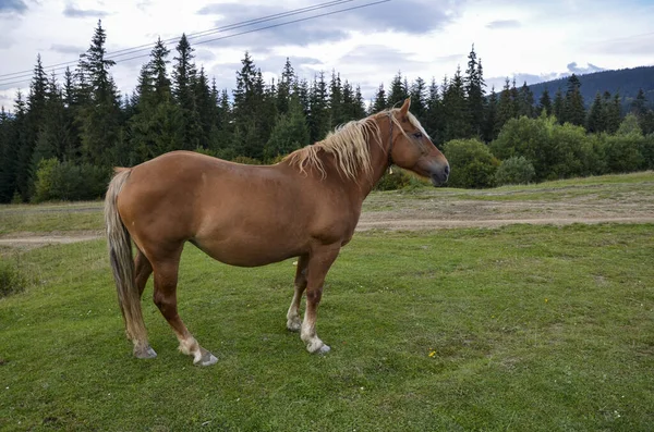 Красивая Коричневая Лошадь Длинной Гривой Пасущаяся Лугу Горной Долине — стоковое фото