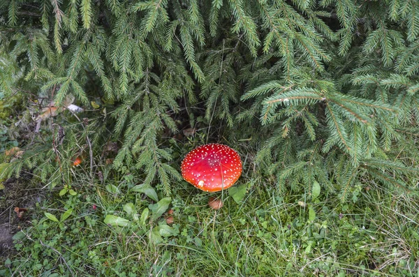 Roter Pilz Fliegenpilz Amanita Muscaria Auf Grasboden Wald — Stockfoto