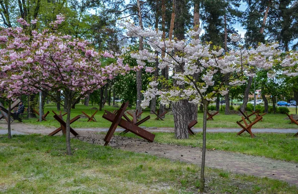 벚꽃은 Kyiv 대전차 고슴도치와 구조의 배경에 반하여 피어나고 우크라이나 — 스톡 사진