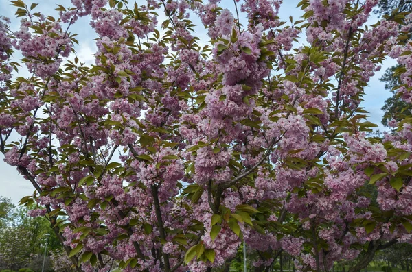 Κλαδιά Κερασιάς Πλήρη Άνθιση Την Άνοιξη Ιστορικό Ανθισμένα Sakura — Φωτογραφία Αρχείου