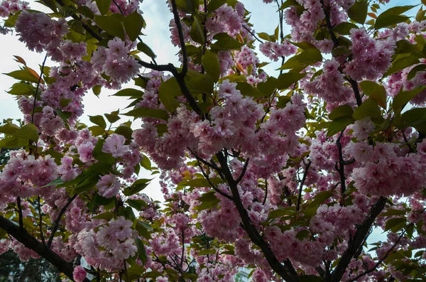 Kersenboom Takken Volle Bloei Het Voorjaar Achtergrond Met Bloeiende Sakura — Stockfoto