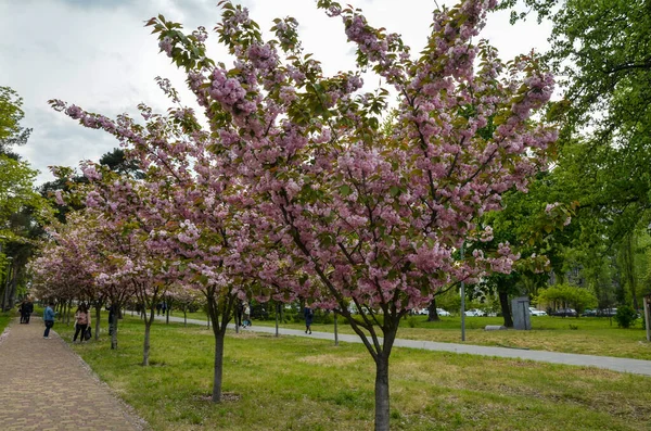 Pessoas Andando Parque Sob Belas Árvores Flor Cerejeira Totalmente Florescidas — Fotografia de Stock