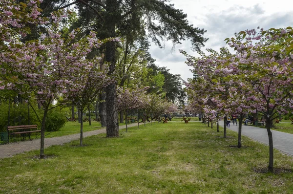 春にはピンク色の花に覆われた満開の桜の下で公園を歩く人々 — ストック写真