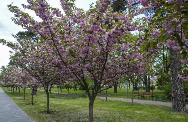 春にはピンク色の花に覆われた満開の桜の下で公園を歩く人々 — ストック写真