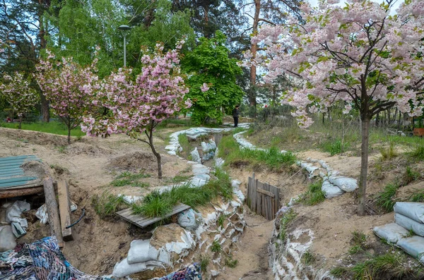 Kyoto Park Kiev Árvores Decorativas Sakura Florescem Contexto Estruturas Defensivas — Fotografia de Stock