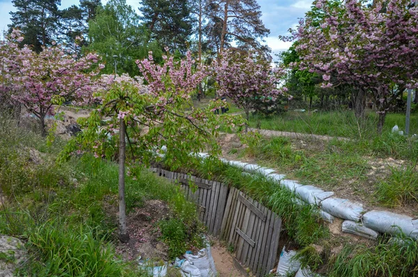 キエフの京都公園 ロシア侵攻の際に守備隊によって建てられた防御構造を背景に 装飾的な桜の木が咲きます — ストック写真