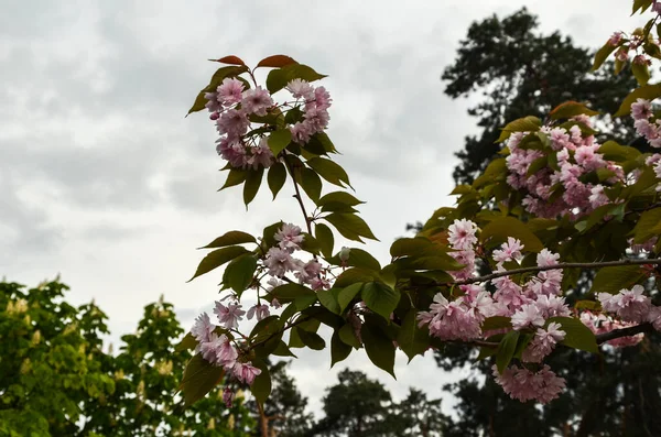 Όμορφα Ιαπωνικά Ανατολίτικα Ροζ Άνθη Κερασιάς Σακούρα Δέντρα Πέταλα Λουλουδιών — Φωτογραφία Αρχείου