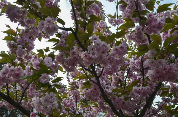 Красивая Японская Восточная Розовая Вишня Цветет Сакура Деревья Лепестками Цветов — стоковое фото