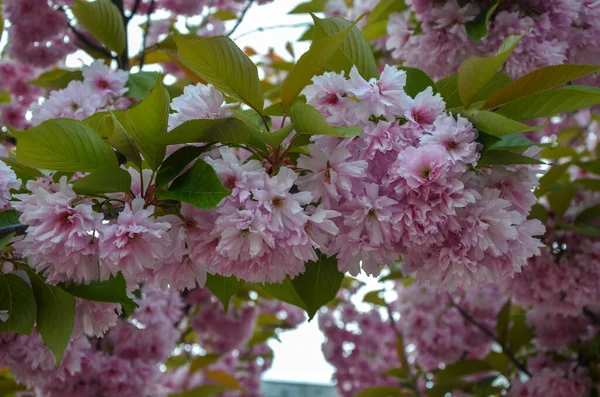 Mooie Japanse Oosterse Roze Kers Bloesem Sakura Bomen Met Bloemblaadjes — Stockfoto
