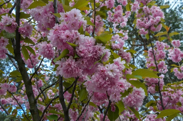 樱桃花或樱花在春天开花 公园的树枝上挂着粉色花朵的美丽的白色 — 图库照片