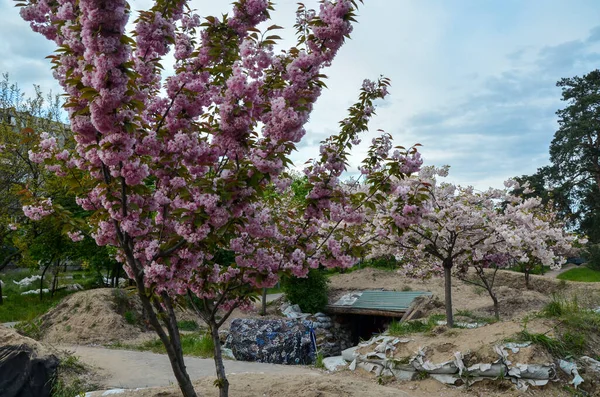 Kyoto Park Kiev Árboles Decorativos Sakura Florecen Sobre Fondo Estructuras —  Fotos de Stock