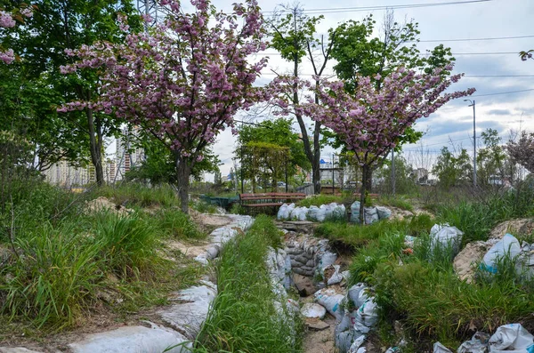 Kyoto Park Kiev Des Sakura Décoratifs Fleurissent Sur Fond Structures — Photo