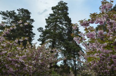 İlkbahar. Arka planda çiçek açan güzel sakura. Bir bahar günü pembe kiraz çiçekleri. 