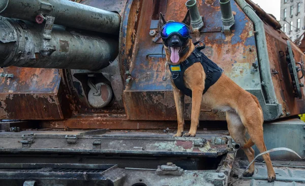 Military dog of Ukrainian army is shown outfitted in his gear consisting of a vest and eye protection mask standing on crashed russian military equipment