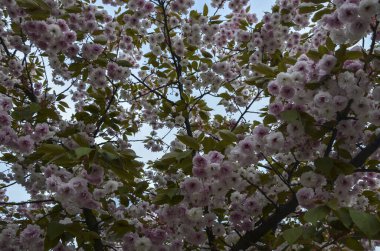 İlkbaharda bir dalda açan kiraz ağacındaki güzel pembe sakura çiçekleri. Doğal arkaplan