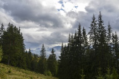 Yağmurdan sonra nemli bir günde dağların çam ormanlarının üzerindeki alçak bulutlar. Karpatlar, Ukrayna
