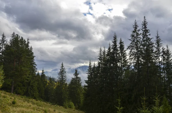Yağmurdan sonra nemli bir günde dağların çam ormanlarının üzerindeki alçak bulutlar. Karpatlar, Ukrayna