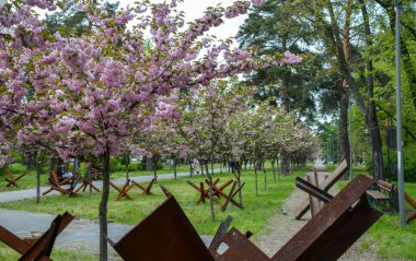 Dekoratif sakura ağaçları, Rus istilası sırasında savunucuların diktiği bir kirpi olarak çelik tanksavar engelinin arka planında çiçek açıyor. Kyoto Park, Kyiv