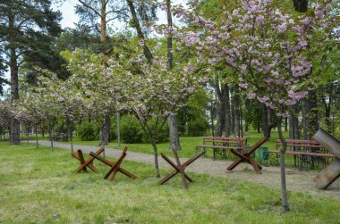 Dekoratif sakura ağaçları, Rus istilası sırasında savunucuların diktiği bir kirpi olarak çelik tanksavar engelinin arka planında çiçek açıyor. Kyoto Park, Kyiv