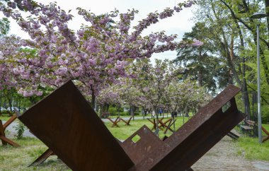 Dekoratif sakura ağaçları, Rus istilası sırasında savunucuların diktiği bir kirpi olarak çelik tanksavar engelinin arka planında çiçek açıyor. Kyoto Park, Kyiv