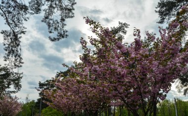Gökyüzüne karşı pembe kiraz çiçeği (sakura) çiçeğinin güzel bahar çekimi