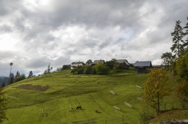 Karpat köyü yakınlarındaki dağ yamaçlarında çim tepelerinde otlayan ineklerle sonbahar manzarası
