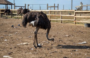 Bir devekuşu sürüsü devekuşu çiftliğinde ağıllarda yürür.