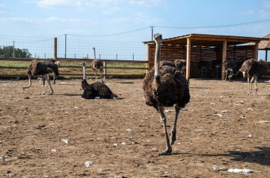 Bir devekuşu sürüsü devekuşu çiftliğinde ağıllarda yürür.