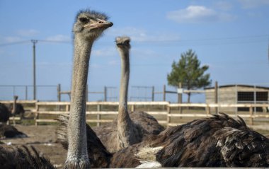 Bir devekuşunun yemek beklerken bir ziyaretçiye baktığı tuhaf bir manzara.