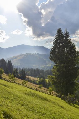 Parlak güneş ışığıyla kaplı yeşil çimenli yamaçlar. Arka planda yüksek dağlar var. Yazın Karpatlar, Ukrayna