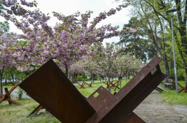 Kyoto Park, Kyiv 'de. Dekoratif sakura ağaçları, Rusya 'nın geniş çaplı işgali sırasında savunmacılar tarafından dikilen savunma yapılarının arka planına karşı çiçek açar.