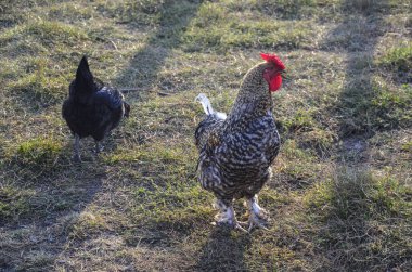 Kırmızı ibikli gri benekli horoz ve tavuk çiftliğin bahçesinde yürüyor ve kameraya bakıyor. 