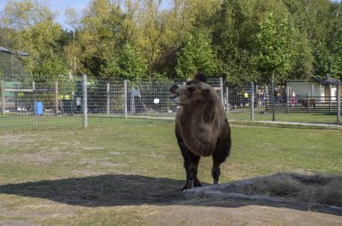 Çiftlikte duran kahverengi Bactrian devesi