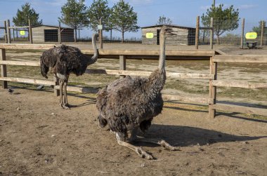 Çiftlikteki bir ağılda yürüyen komik devekuşu kuşları.