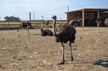 Çiftlikteki bir ağılda yürüyen komik devekuşu kuşları.