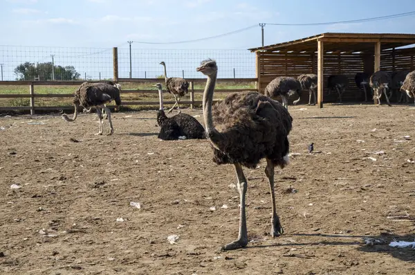 Çiftlikteki bir ağılda yürüyen komik devekuşu kuşları.