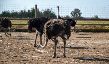 Uzun boyunlu devekuşları. Karakteristik siyah ve beyaz renkte. Etrafı ahşap bir çitle çevrili bir ağılda dinleniyorlar.