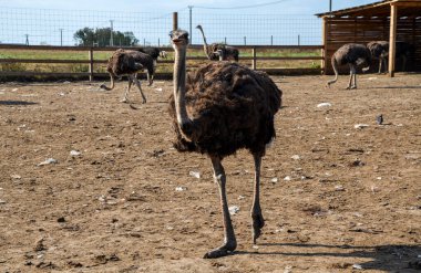 Uzun boyunlu devekuşları. Karakteristik siyah ve beyaz renkte. Etrafı ahşap bir çitle çevrili bir ağılda dinleniyorlar.