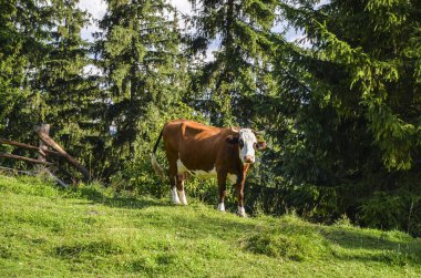 Kırsal alan, kahverengi ve beyaz ineklerle dolu, bereketli yeşil bir tepenin üzerinde huzur içinde otlayan, bir yaz günü uzun ve sık ağaçlarla çevrili.