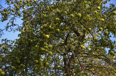 Olgun ve elma dallarından sarkan elma hasadı için hazır. Bu görüntünün aktardığı genel ruh hali, yazdan sonbahara geçiş sürecindeki doğal bolluklardan biridir.