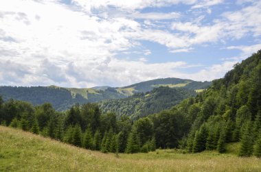 Çimenli çayırlar ve yemyeşil ormanlarla bezenmiş yuvarlanan tepelerle dolu güzel yaz manzarası parçalı bulutlu bir gökyüzünün altında uzanıyor. Karpat Dağları, Ukrayna 