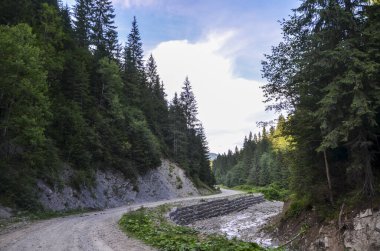 Çakıl yolu, bulutlu bir gökyüzünün yumuşak, dağınık ışığı altında yükselen çam ağaçlarının yemyeşil yeşiliyle çevrili küçük, kayalık bir akarsuyun yanında esiyor. Karpat Dağları, Ukrayna