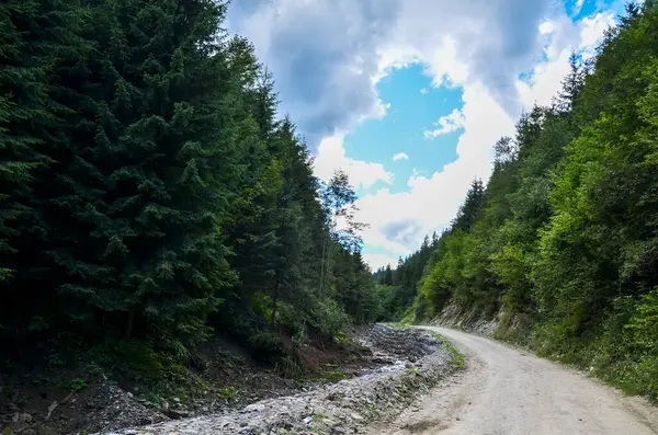 Çakıl yolu, bulutlu bir gökyüzünün yumuşak, dağınık ışığı altında yükselen çam ağaçlarının yemyeşil yeşiliyle çevrili küçük, kayalık bir akarsuyun yanında esiyor. Karpat Dağları, Ukrayna