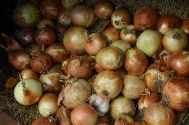 Bir pipetin üzerinde organik kahverengi ve altın soğan. Doğal dokular ve renkler bu fotoğrafı mutfak teması, tarım içeriği veya organik üretim pazarlaması için uygun hale getiriyor.