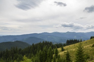 Yuvarlanan tepelerin ve çimenli yamaçların manzarası, bulutlu gökyüzünün altındaki çoklu dağ sırtlarının arka planındaki kozalaklı ağaçlar. Karpat Dağları, Ukrayna